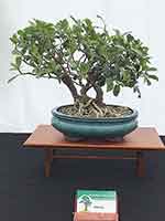 Ficus Natal